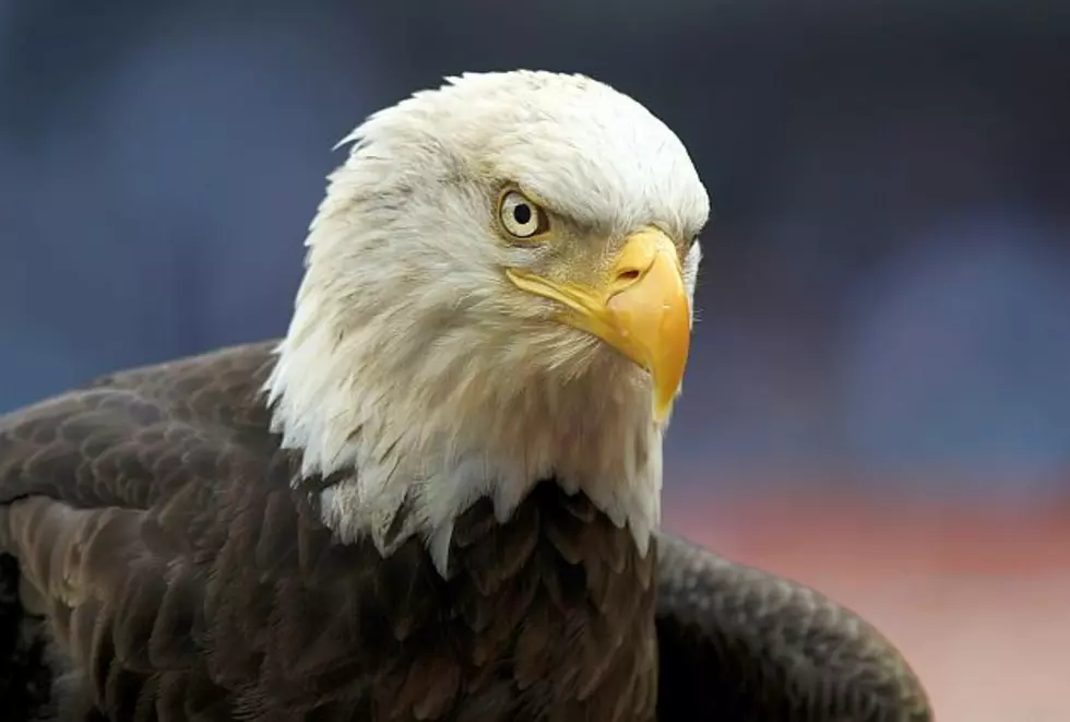 Raptor Center Treating Record Number of Eagles