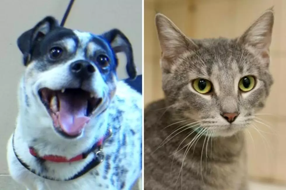 Pet Patrol: Meet Pepper + Cinder