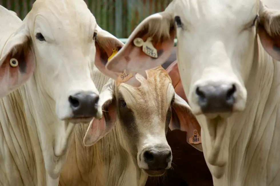 New Rules Look to Limit Diseases Among Livestock [AUDIO]