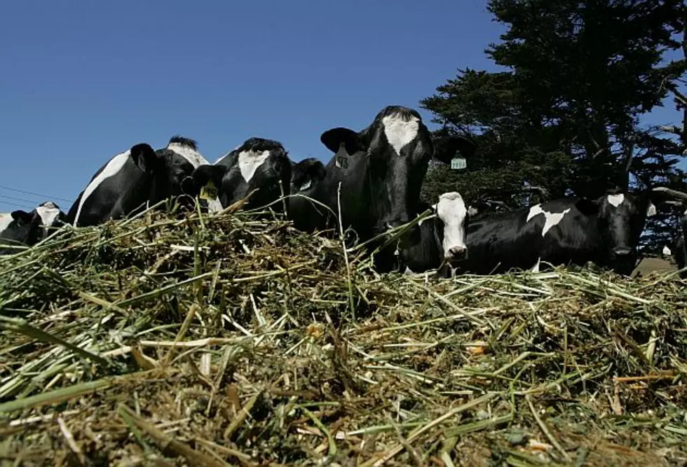 Winterkilled Alfalfa Is Problem for Dairy Farmers