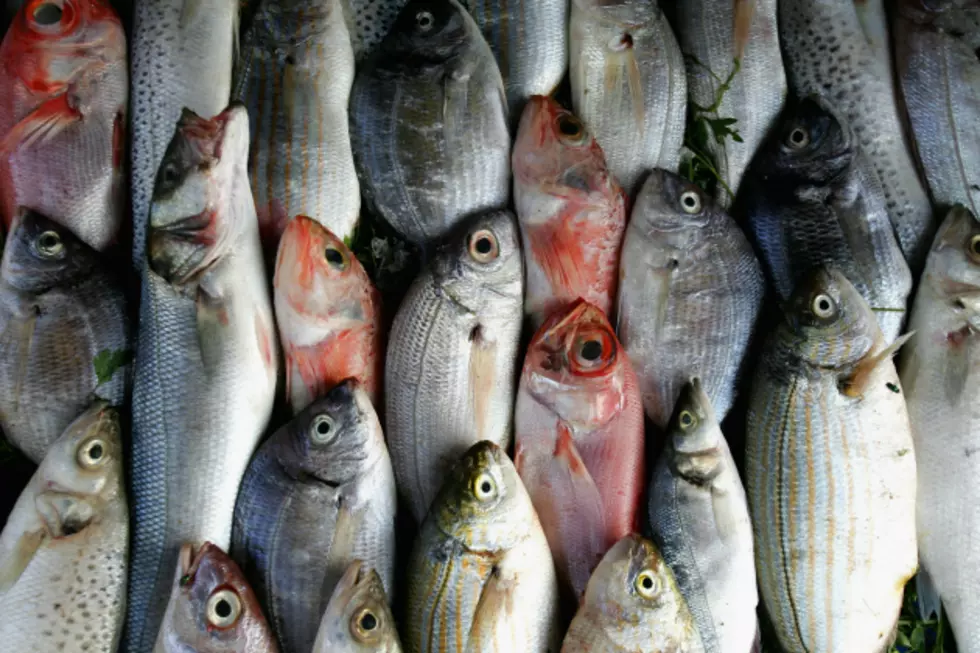 DNR Investigates Fish Kill In Suburban Lake