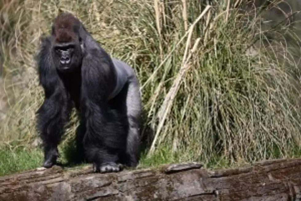 Gorilla Briefly Escapes Main Zoo Enclosure