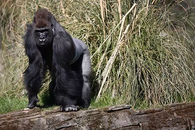 Como Zoo Officials Announce Alice The Gorilla Is Expecting
