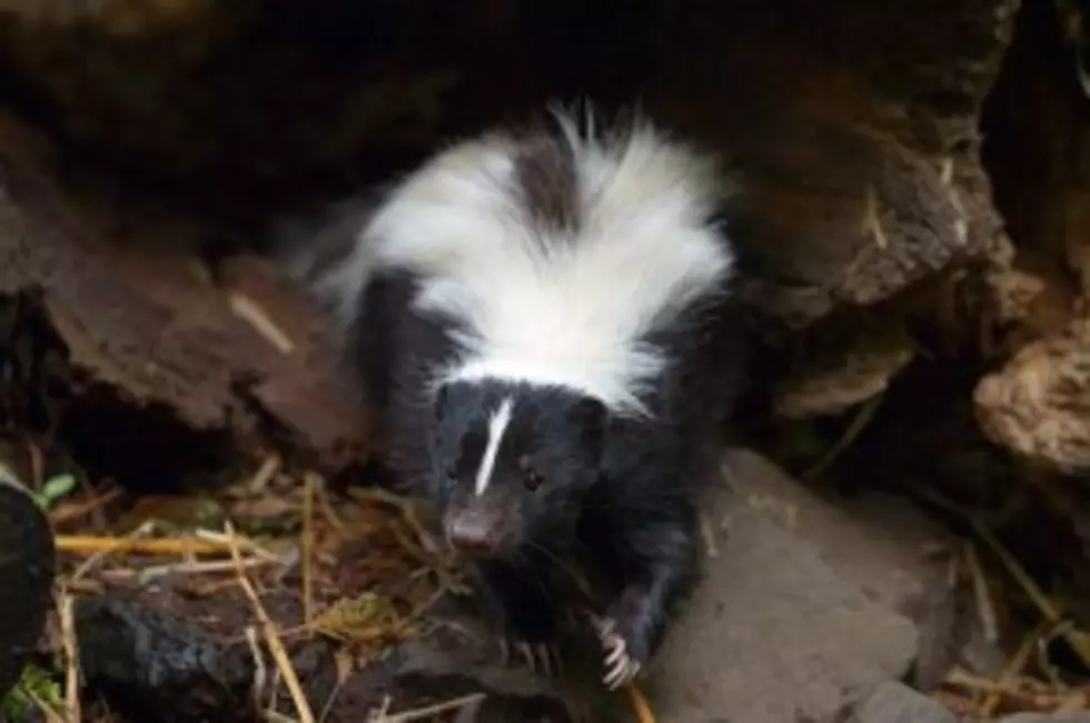 St. Cloud Officials Say Skunk Tests Positive for Rabies