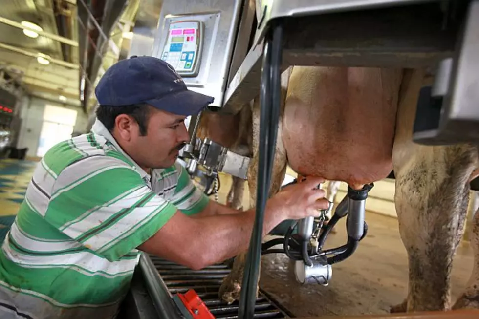 Heat, Humidity Impact Milk Production
