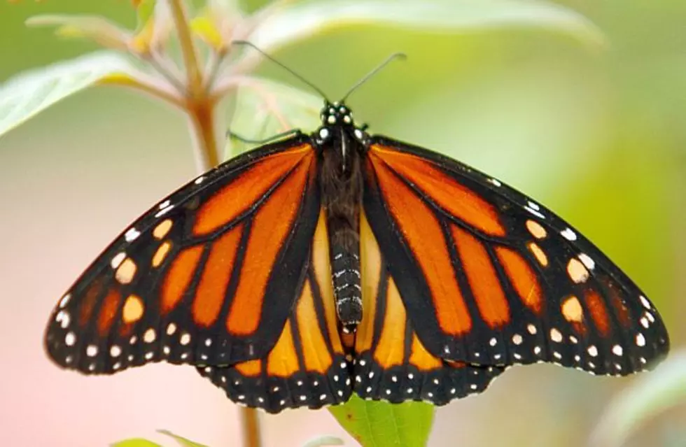 Population Of Monarch Butterflies Has Crashed