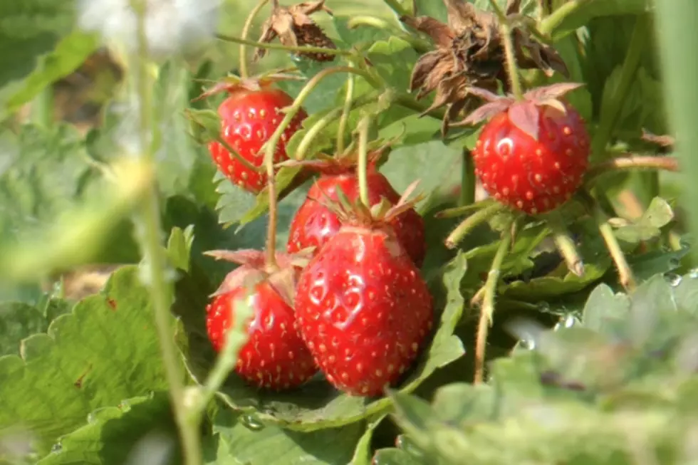 Grayson’s Berryland Offers A Real Sweet Treat [VIDEO]