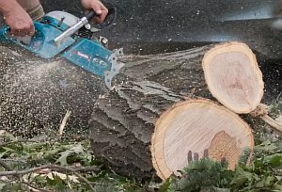 Tree-Cutting Accident Killed Owatonna Businessman