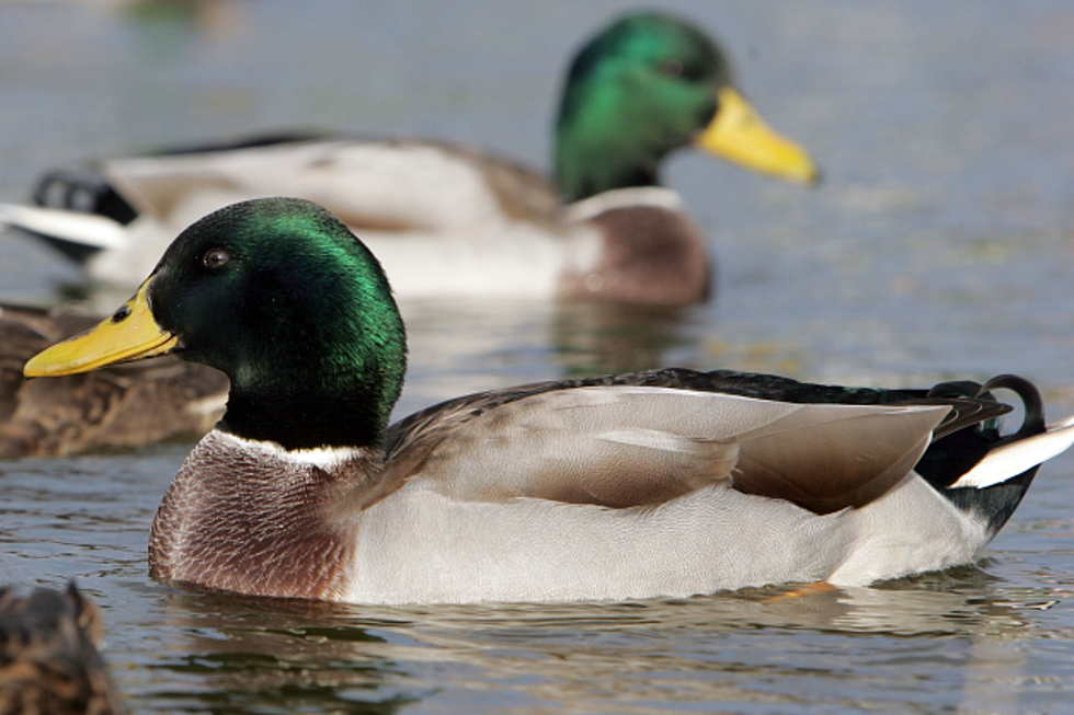 Minnesota Breeding Duck Population Rises