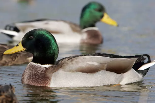 Ducks Cause Three-Car Accident in Fridley