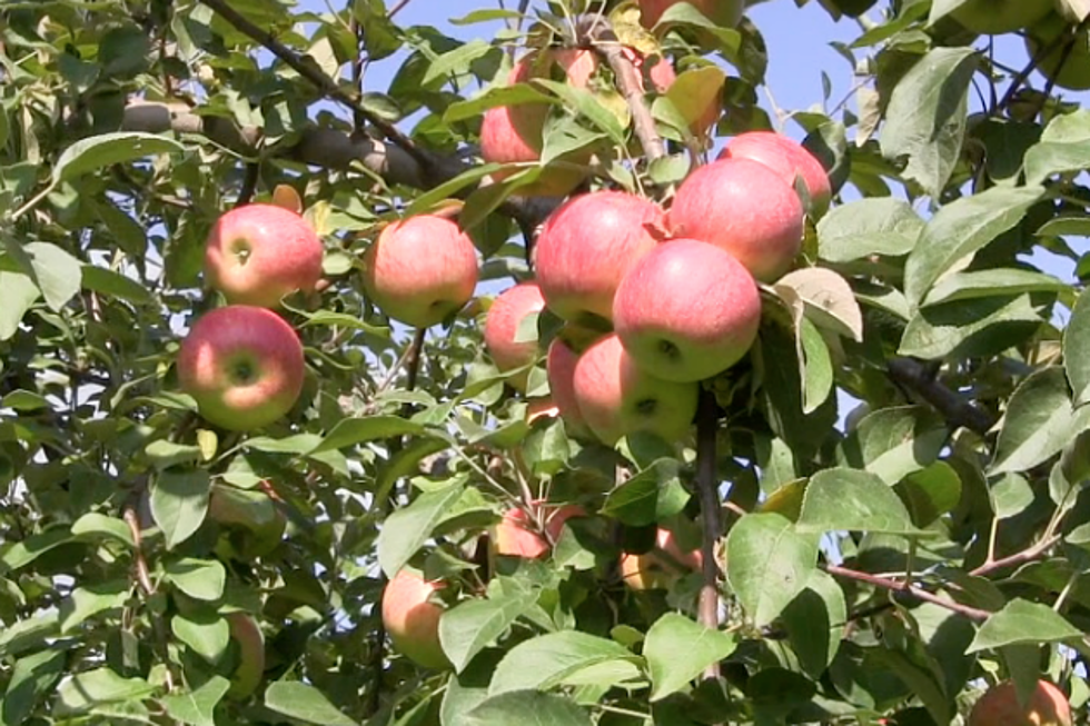 Ideal Spring Brings Fruitful Apple Harvest [VIDEO]