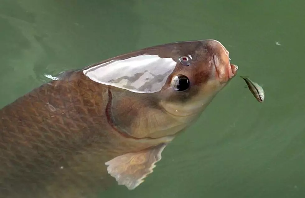 DNR: Invasive Carp Found in Mississippi River