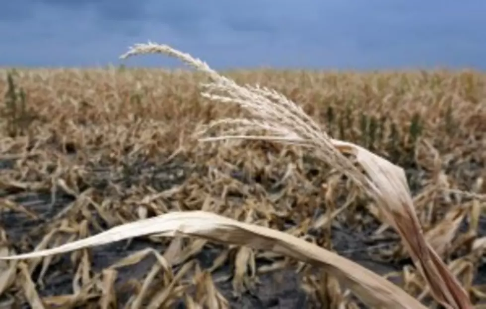 Severe Drought Expands In Minnesota