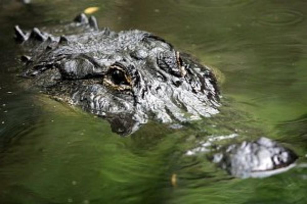 Alligator Surprises Boys Fishing On Minnesota Lake