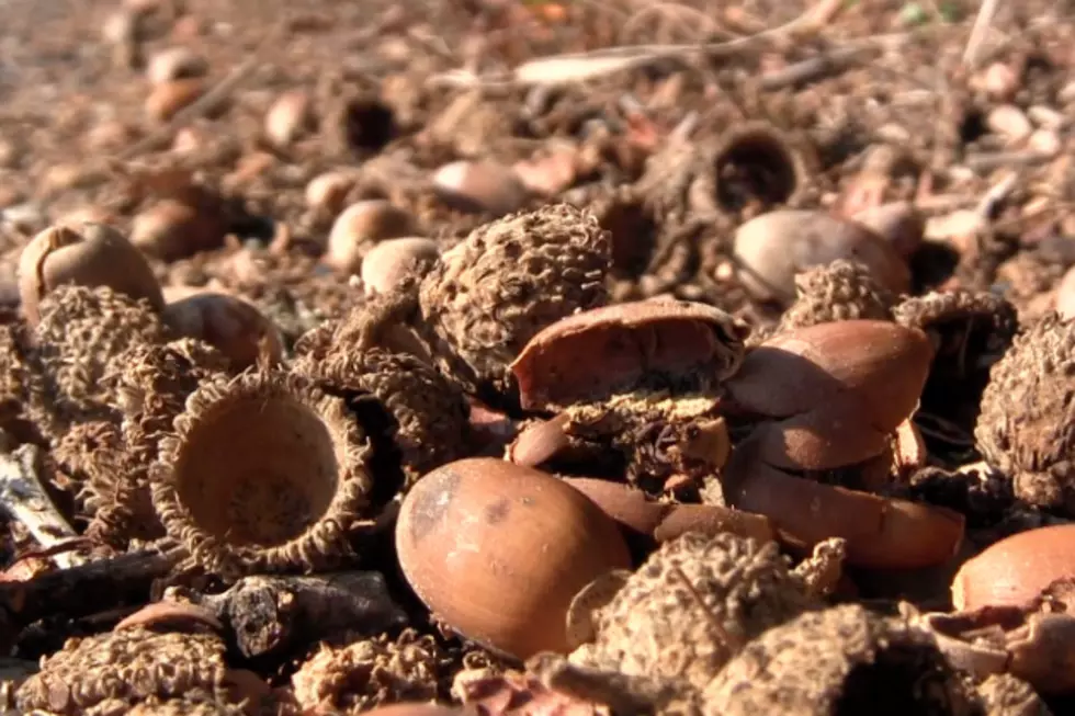 Does an Abundance of Acorns Mean a Cold and Snowy Winter?