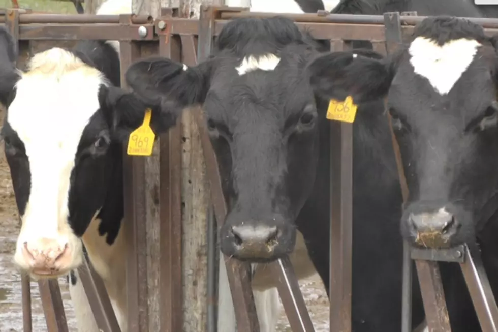 Brooten Dairy Farm Bringing Cheese Plant to Central Minnesota [VIDEO]