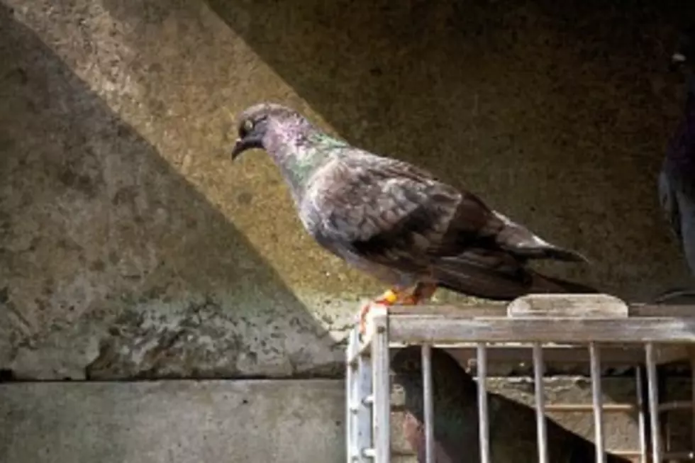 Valuable Racing Pigeons Stolen In St. Paul