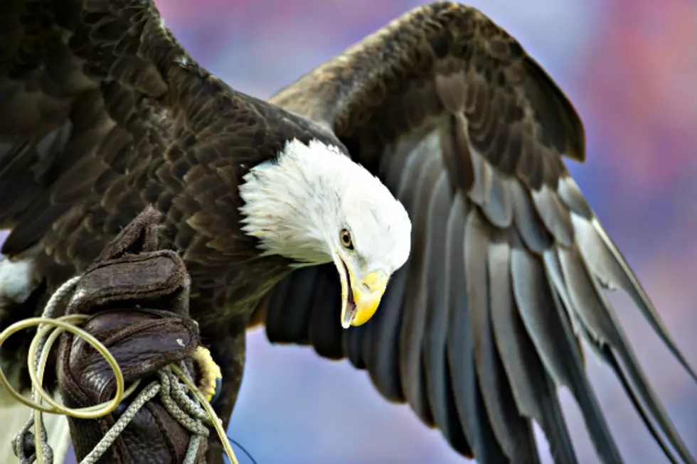 Minnesota &#8216;EagleCam&#8217; Shows Newly Hatched Eaglet