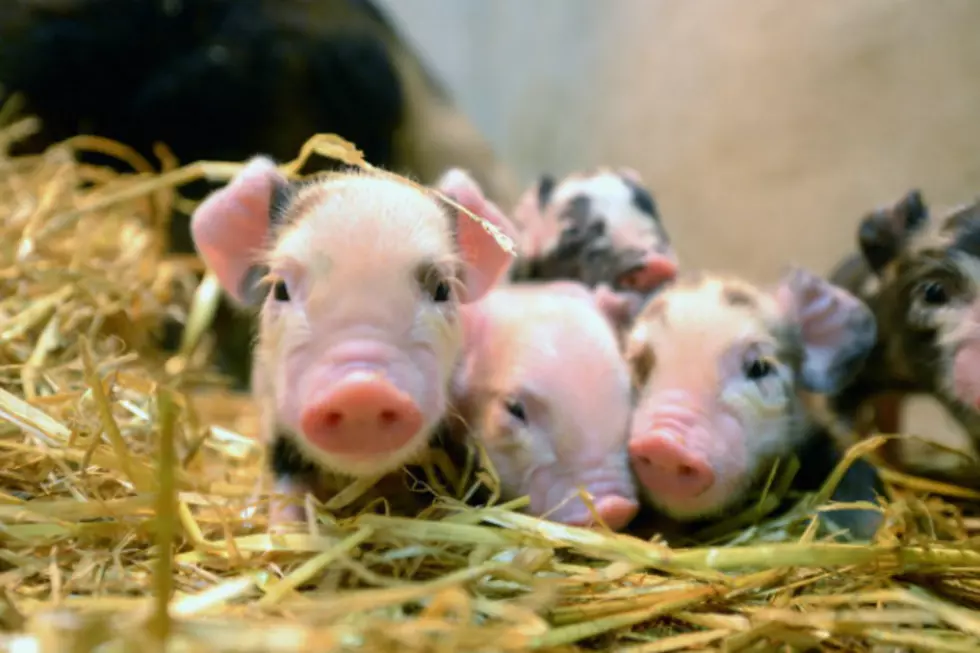 11 Minnesota State Fair Visitors Sickened by E. Coli