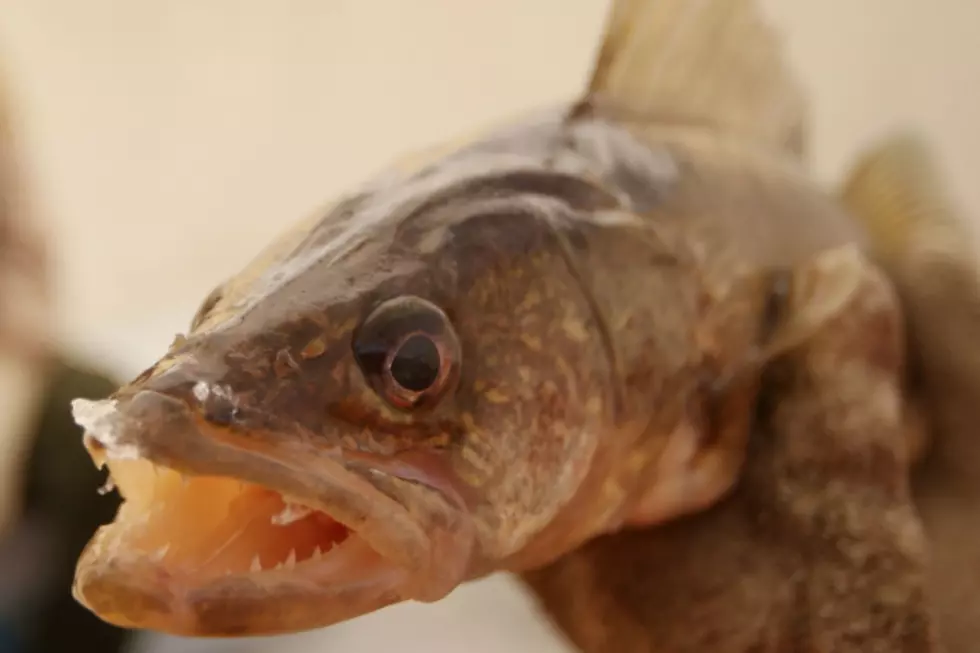 Business Unhappy about Mille Lacs Walleye Limit