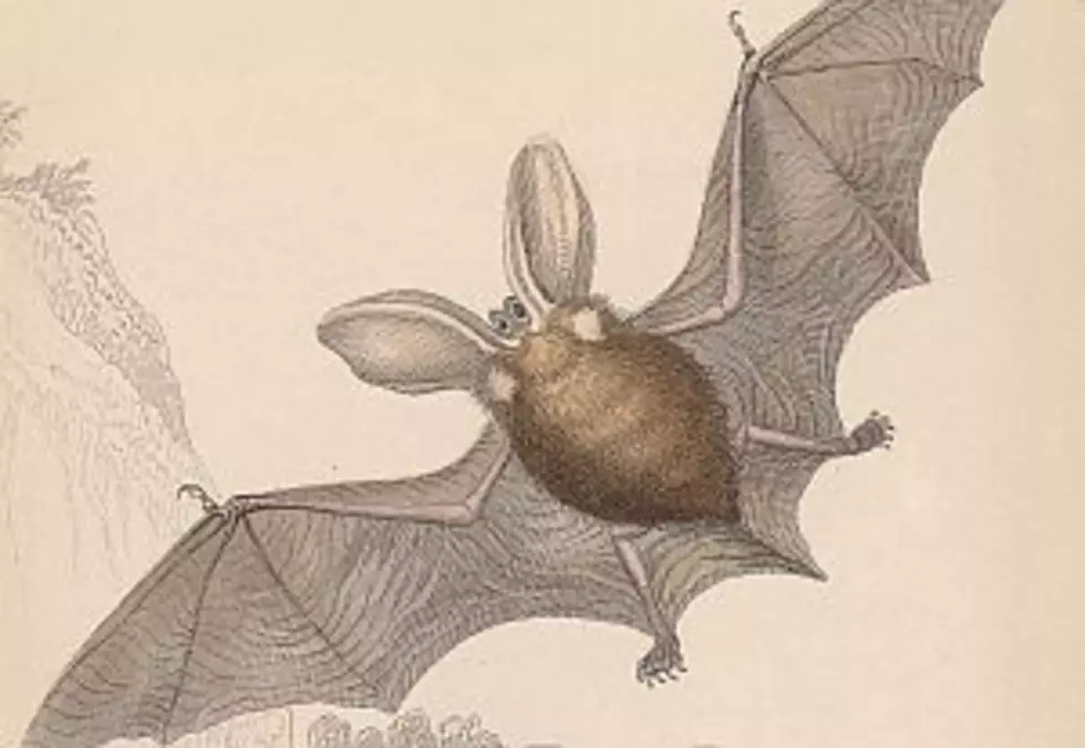 Potentially Endangered Bat Could Change Pipeline Project