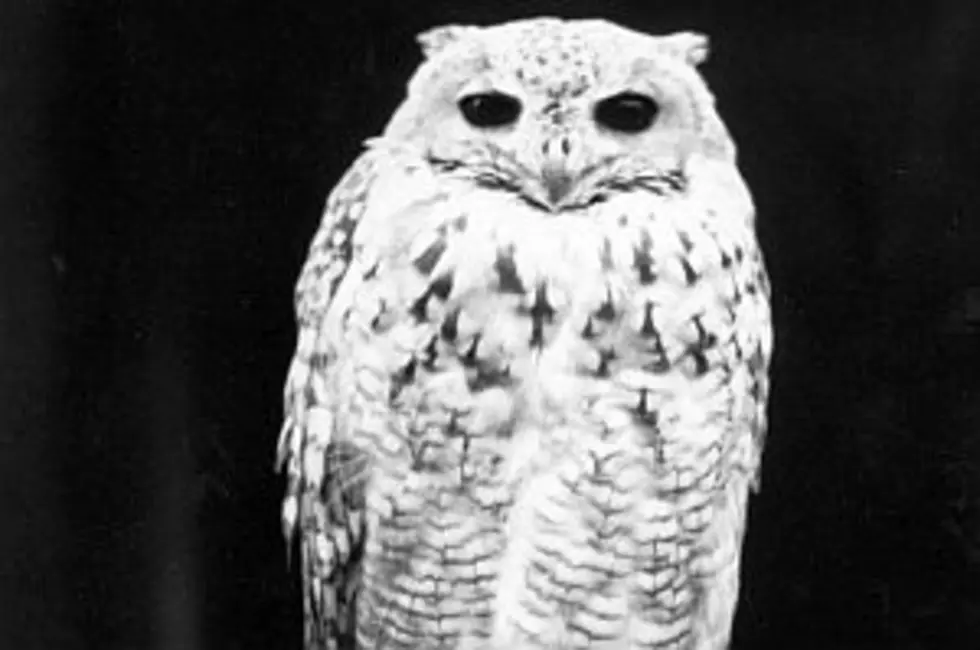 Wildlife Photographers Fight Over Owl Baiting In Minnesota