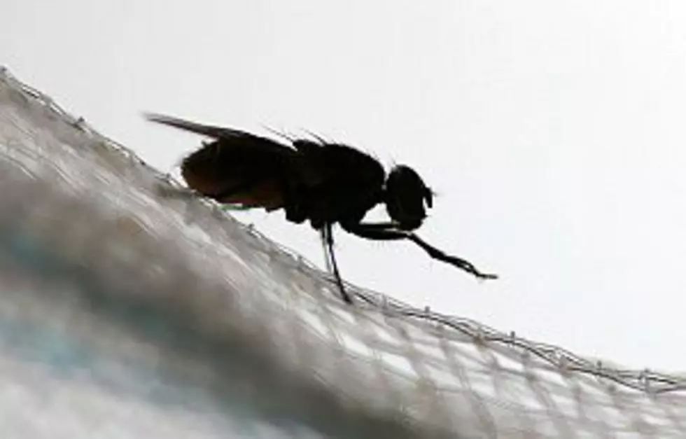 Annoying Black Flies May Be Extra-Pesky This Year