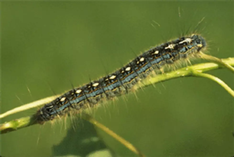 Flesh Flies To Thank For Fewer Tent Caterpillars