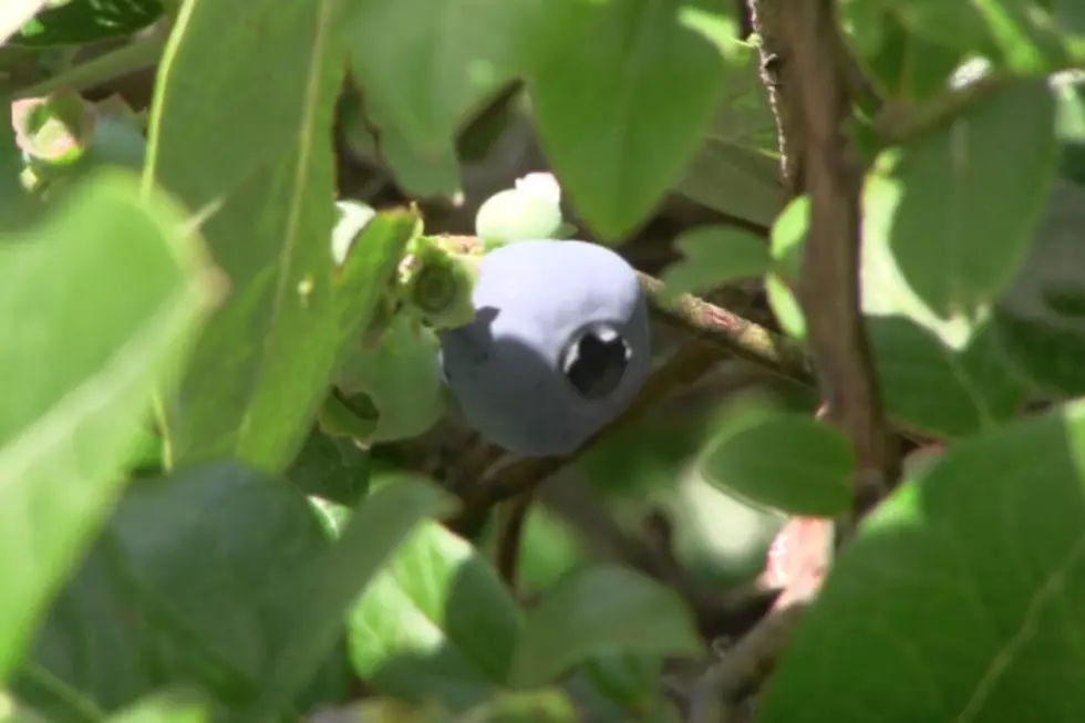 Berry Farms Set for Peak of Blueberry Season [VIDEO]