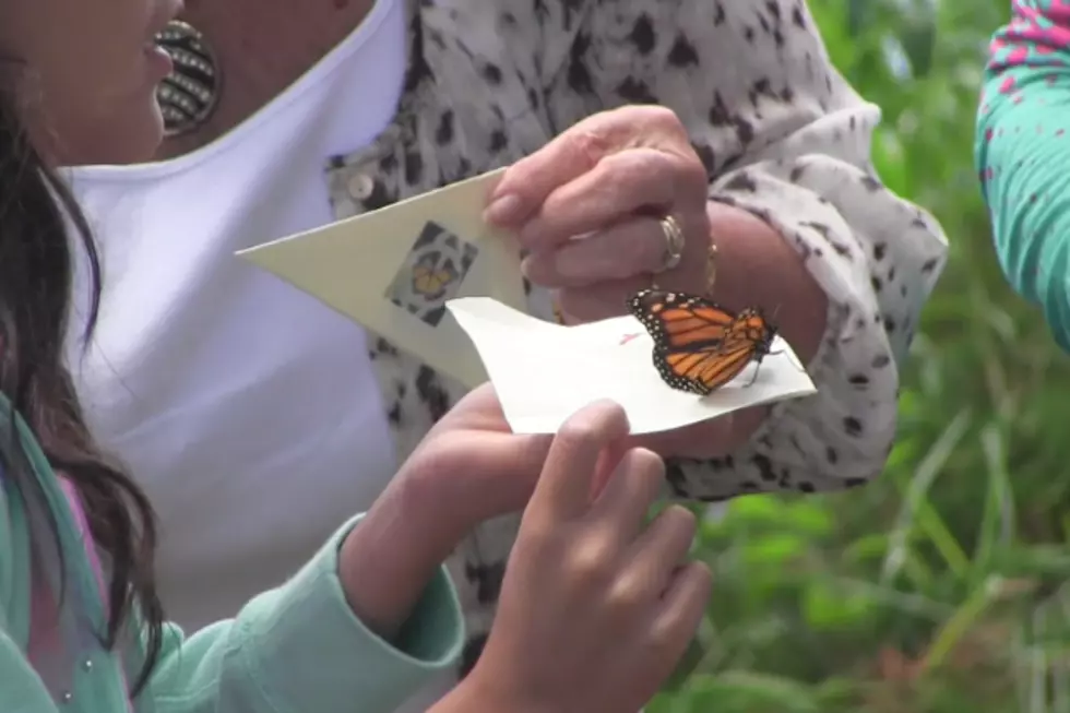Butterfly Release Brings Healing For Loved Ones Lost [VIDEO]
