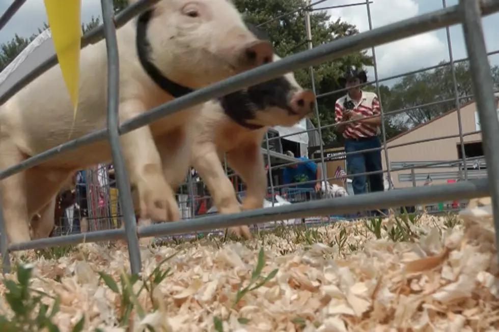 Pig Races Return To The Benton County Fair [VIDEO]