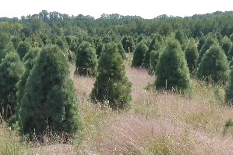 Tree Farms Ready to Help You Find Potential Christmas Tree [AUDIO]