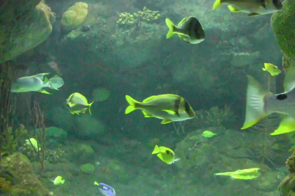 Behind the Scenes: Into the Depths of the Sea Life Aquarium [VIDEO]