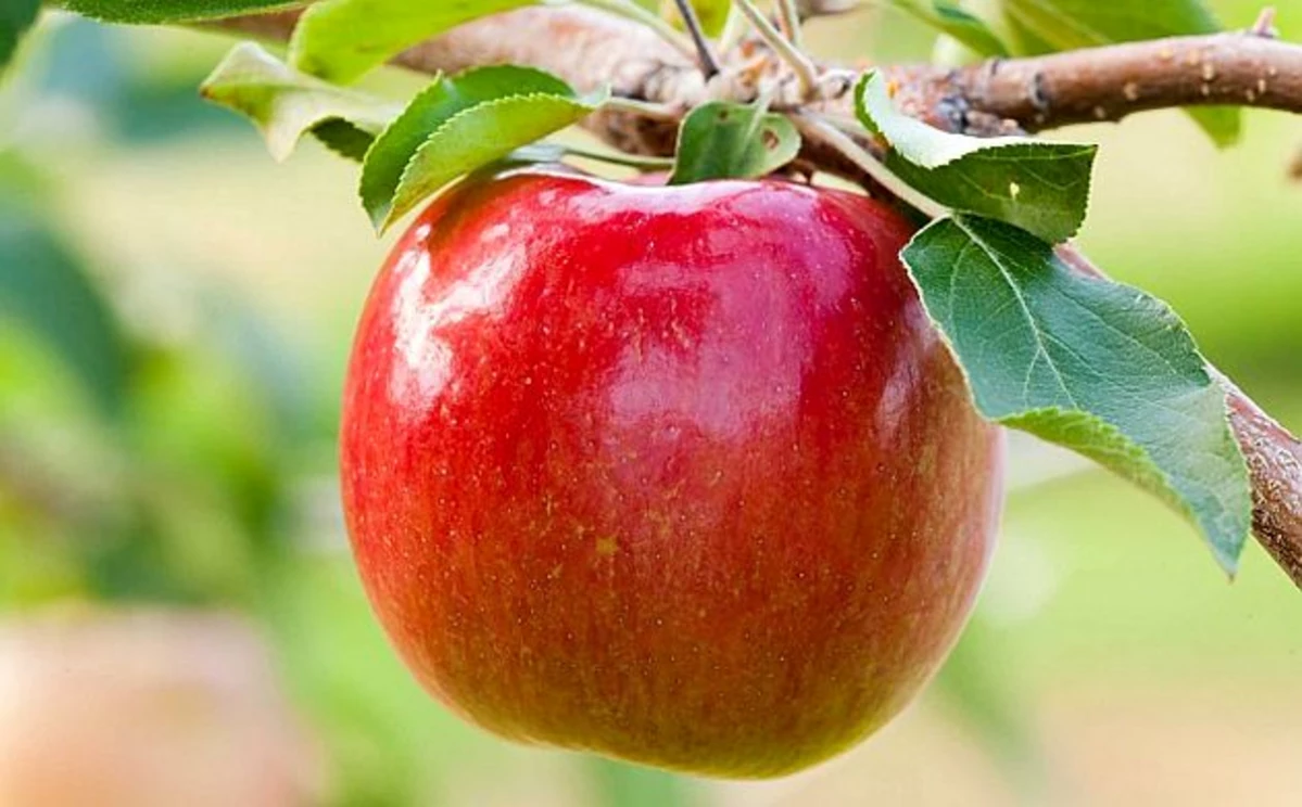 U of M Researchers Unveil New Apple Variety