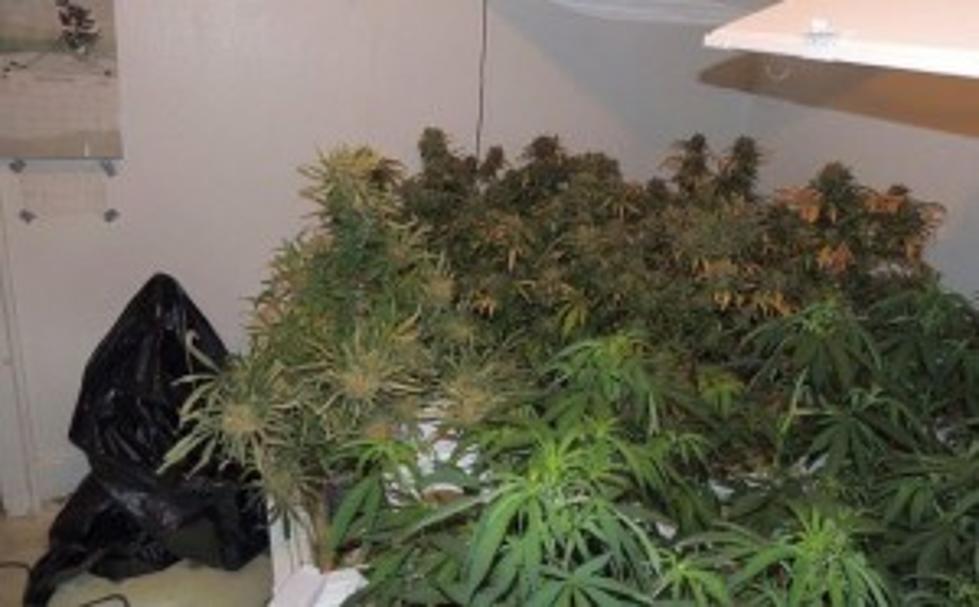 Minnesota Man Sentenced For Large Marijuana Grow