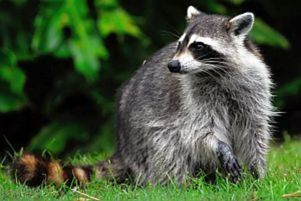 Becker Police Warn Residents About Raccoons, Foxes