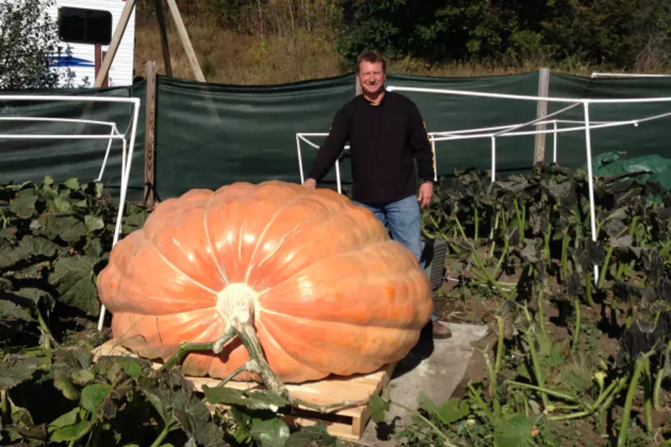Richmond Man Hopes to Break State Pumpkin Record [VIDEO]