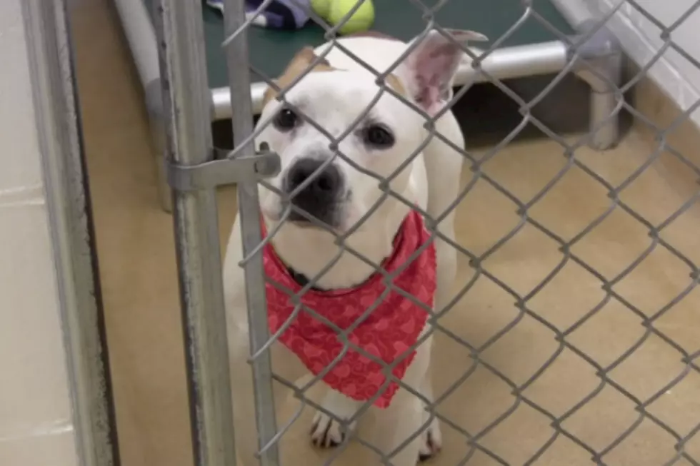 Behind the Scenes: Caring For Animals Waiting For Homes at the Tri-County Humane Society [VIDEO]