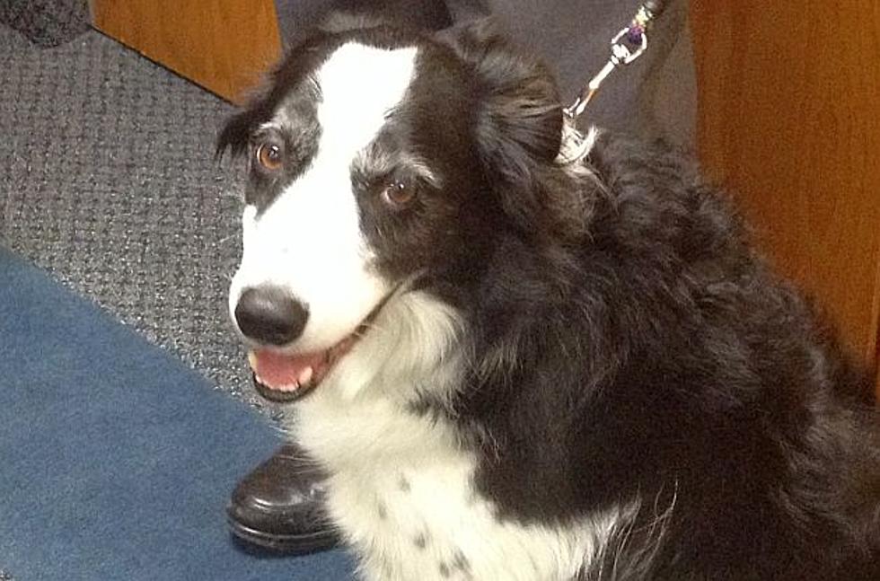 News @ Noon: Therapy Dogs Bring Joy To St. Cloud Area Patients, Kids [AUDIO]