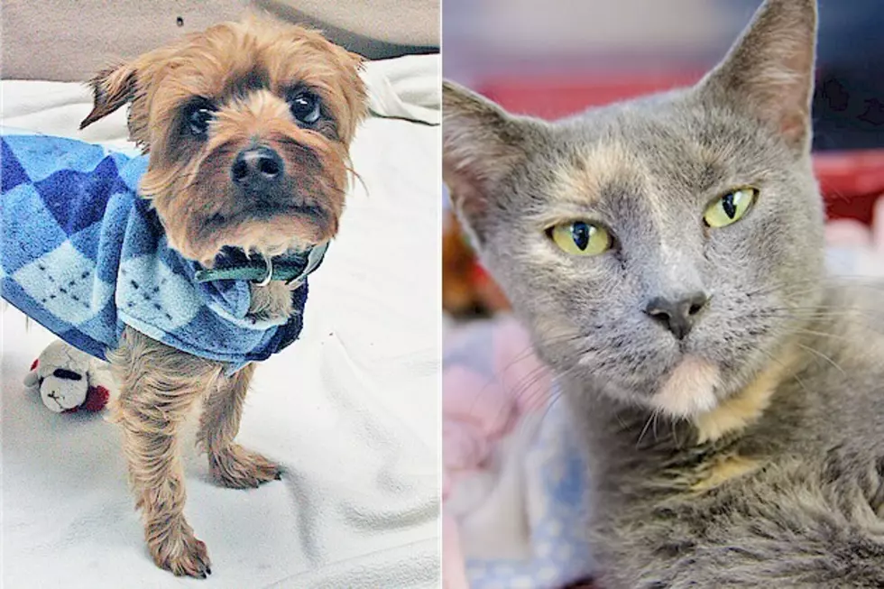 Pet Patrol: Meet Bella and Quark