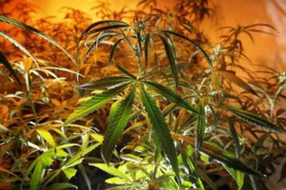 2 Arrested in Morrison County Marijuana Grow Operation