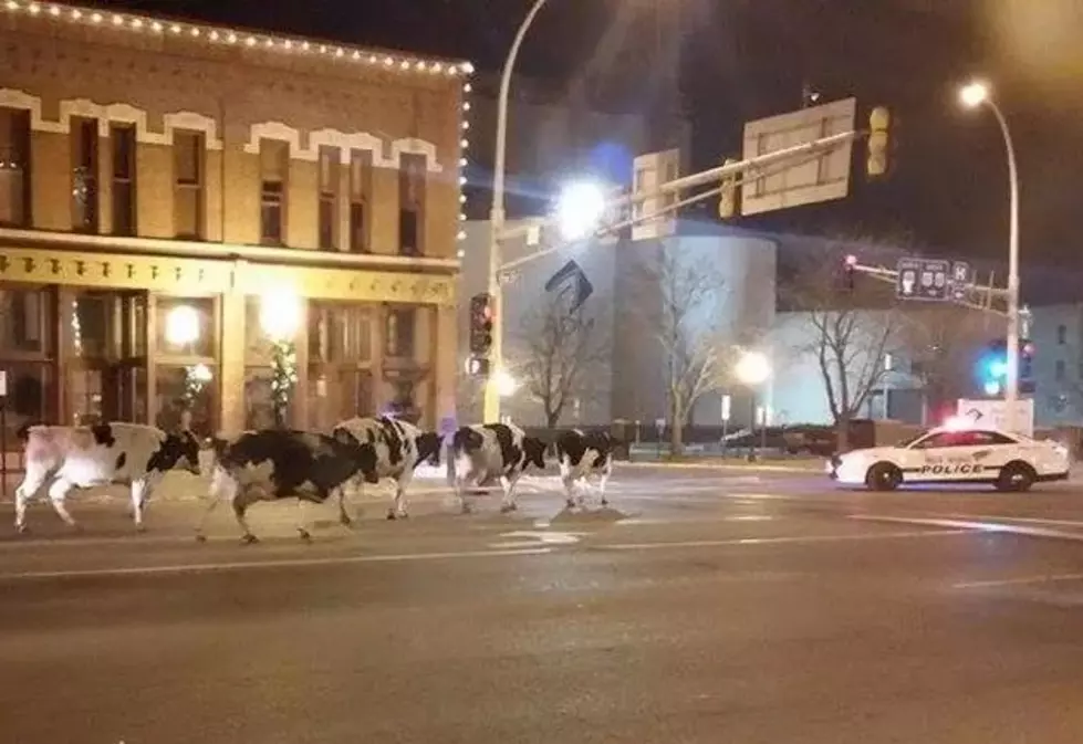 MOO-ve Over! Loose Cows Saunter Through Red Wing