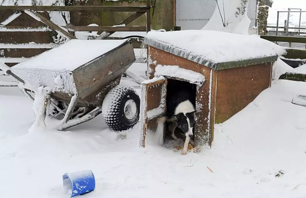 Dogs Without Proper Shelter Could Leave Owners in the Doghouse [AUDIO]