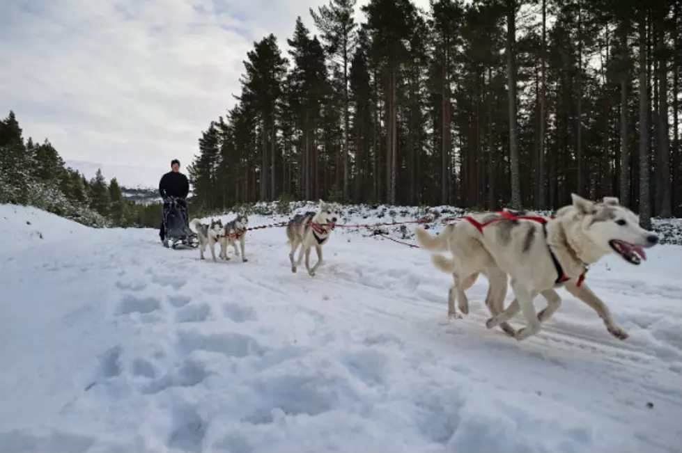 Veterinary Students Clear Sled Dogs for Beargrease Marathon