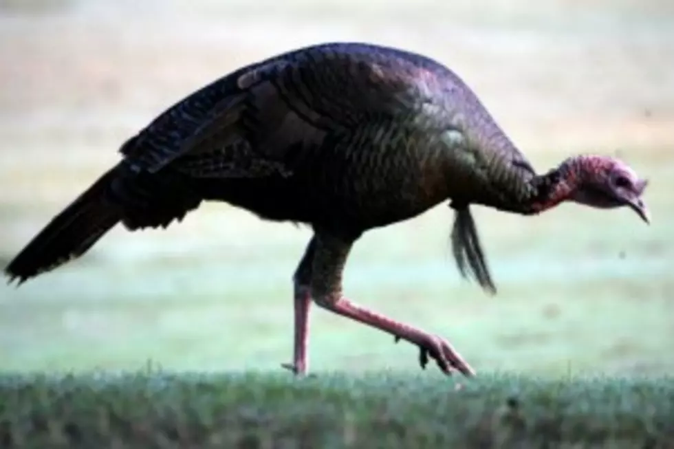 DNR Promotes Wild Turkey Hunt To Spur Interest In The Bird