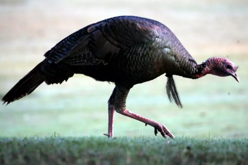 2nd Western Minnesota Turkey Farm Hit by Bird Flu Outbreak