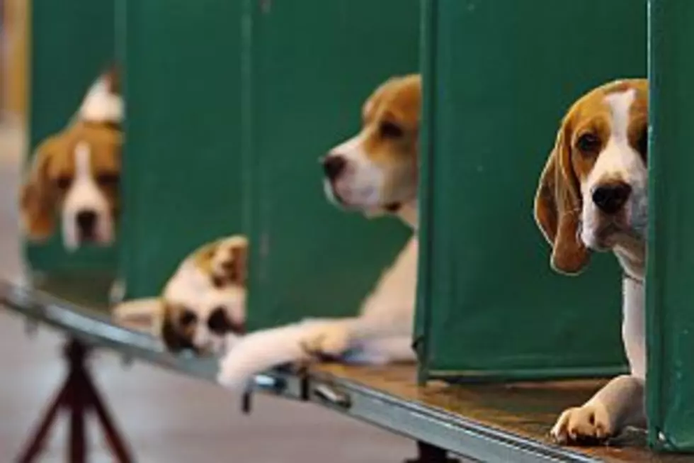 Over 50 Beagles Seized from Northwestern Minnesota Home