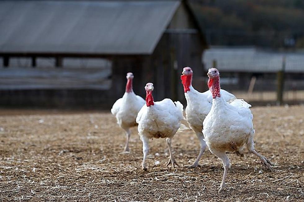 2 More Turkey Flocks Presumed To Have Bird Flu In Minnesota