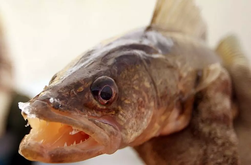 U of M Researchers Study Nasty Parasite That Dissolves Fish