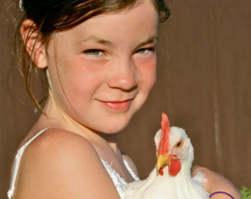 Minnesota State Fair Cancels Poultry Shows Due to Bird Flu